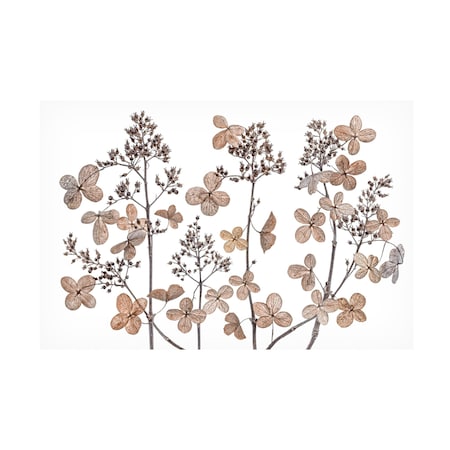 Mandy Disher 'Hydrangea Paniculata' Canvas Art, 16x24